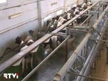 Фермеры начали резать скот, осенью дефицит молока неизбежен
