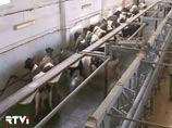 Фермеры начали резать скот, осенью дефицит молока неизбежен Фермеры начали резать скот, осенью дефицит молока неизбежен