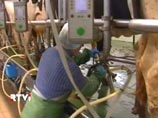 Производители молока вместо дотаций получат интервенции