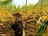 В Кабардино-Балкарии введен режим чрезвычайной ситуации: там засохли посевы