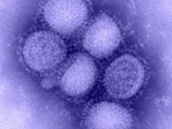 Количество подтвержденных случаев заражения гриппом А/Н1N1 в России достигло 150. 