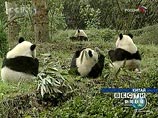Всемирный фонд дикой природы: пандам грозит вымирание через три поколения