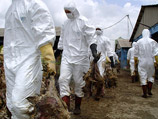 В Чили впервые за историю пандемии вирус гриппа А/H1N1, известный также как свиной грипп, обнаружен у птиц
