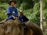 Полиция Бангкока выявляет ходящих по улицам слонов, у чьих наездников нет документов на животных, и выдворяет их из города