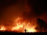 За три последних дня близ Афин сгорело более 30 тыс. га лесов и сельскохозяйственных угодий, в том числе 21,2 тыс. га в Аттике и 90 тыс. га на Киферонасе и на Эвбее