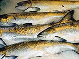 Рыба чахла, рыба сохла: рекордный улов лосося не доедет до российских магазинов
