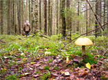 В Нижегородской области нашли дедушку и внучку, пропавших во время похода за грибами