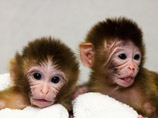 Первые две обезьянки Мито и Трекер, рожденные от трех родителей в результате эксперимента по трансплантации ДНК