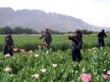 На Афганистан приходится более 90% мировых посевов запрещенного опиумного мака - сырья для производства героина. Причем его плантации находятся в тех провинциях страны, в основном, в ее южной части, где наиболее активны боевики "Талибана"