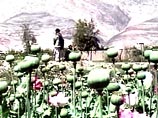 ООН наконец увидела упадок на афганском опиумном рынке