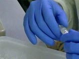 Homo sapience меняется: ученые нашли три новых гена, которых у человека никогда не было Homo sapience меняется: ученые нашли три новых гена, которых у человека никогда не было