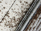 На юг США вторглись полчища "сумасшедших муравьев"