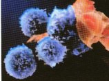 Ученые разработали метод блокировки проникновения вирусов ВИЧ в здоровые клетки