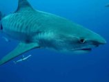 На северо-востоке Бразилии подросток скончался после нападения тигровой акулы