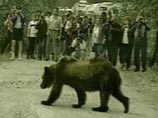 Черный медведь, пришедший из леса в провинциальный городок в центре Японии, ранил девятерых человек