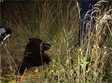 В Архангельской области маршрутка сбила медведя: животное погибло