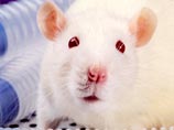 Ученые помогли парализованным крысам снова научиться ходить Ученые помогли парализованным крысам снова научиться ходить