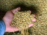 Египет   опять  задержал российскую пшеницу 