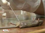 Российские ученые изобрели 100-процентный заменитель материнского молока. Полноценное женское молоко вырабатывают трансгенные мыши Российские ученые изобрели 100-процентный заменитель материнского молока. Полноценное женское молоко вырабатывают трансгенные мыши