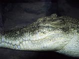 В Петербург привезут самку нильского крокодила, которая в Рижском зоопарке охотилась на людей 