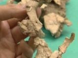 Найденные в Эфиопии останки прямоходящих существ вида Ardipithecus ramidus служат долгожданным "недостающим звеном" в цепочке эволюции человека Найденные в Эфиопии останки прямоходящих существ вида Ardipithecus ramidus служат долгожданным "недостающим звеном" в цепочке эволюции человека
