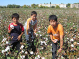 Узбекские школьники вместо учебы работают на хлопковых полях