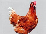 Курица-россиянка снесла в Казахстане аномально большое яйцо, побив рекорд книги Гиннесса Курица-россиянка снесла в Казахстане аномально большое яйцо, побив рекорд книги Гиннесса