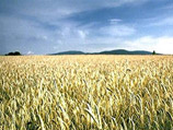 Украина прекратила участие в переговорах по созданию Причерноморского зернового пула (Россия, Украина, Казахстан)