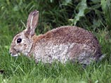 Кроликов, заполонивших Стокгольм, перерабатывают на биотопливо