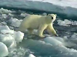 Через 20 лет в летний период в Арктике больше не будет льда. Такой прогноз сделали британские профессора из Кембриджского университета