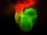 Доктору Шьену удалось генетически модифицировать эмбрион мыши, так что конкретные клетки сердечной ткани подсвечивались красным или зеленым цветом