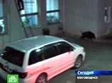 В центр Благовещенска забежал дикий кабан, он ранил человека и помял несколько машин В центр Благовещенска забежал дикий кабан, он ранил человека и помял несколько машин