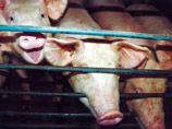 Африканская чума свиней добралась до воинской части в Ленинградской области