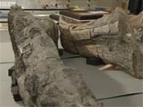 Нынешние останки принадлежат самому крупному из известных плиозавров.По подсчетам специалистов, животное весило от 7 до 12 тонн