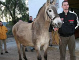 НАТО берет на службу редких испанских мулов