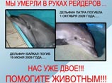 Около 100 человек собрались в воскресенье в Москве у станции метро "Улица 1905 года" на акцию в защиту дельфинов Московского дельфинария