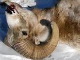 СКП реанимировал уголовное дело о гибели чиновников-браконьеров на Алтае