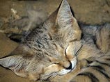 Уфимские спасатели вчетвером вызволяли месячного котенка из ледового плена Уфимские спасатели вчетвером вызволяли месячного котенка из ледового плена