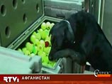 Собака австралийских саперов в Афганистане нашлась невредимой спустя год после пропажи во время боя Собака австралийских саперов в Афганистане нашлась невредимой спустя год после пропажи во время боя