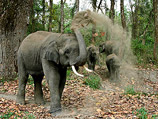 Слоны обратили в бегство жителей целой деревни в центральной Индии