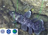 Индонезийские и японские биологи показали уникальные подводные кадры: им удалось снять живую доисторическую рыбу - коелакант. Судя по размерам, это не взрослая особь, а еще подросток