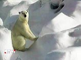 Российские хакеры рассекретили переписку западных ученых: возможно, глобальное потепление по вине человека - миф Российские хакеры рассекретили переписку западных ученых: возможно, глобальное потепление по вине человека - миф