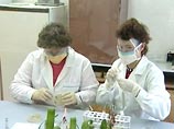 В России снижается число случаев свиного гриппа в общем объеме простудных заболеваний, заявил Онищенко В России снижается число случаев свиного гриппа в общем объеме простудных заболеваний, заявил Онищенко