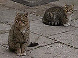 Более 800 кошек спасли в Китае от запекания в блюде "Битва дракона с тигром"