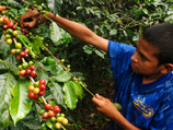 Неблагоприятные погодные условия стали причиной низкой урожайности кофе