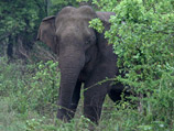 Одиннадцать жителей трех южных районов Непала стали жертвами разбушевавшегося дикого слона