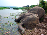 Законы Непала запрещают убивать слонов, но если обстоятельства вынуждают к этому, то надо прежде получить разрешение на выстрел от министерства лесных ресурсов