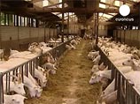 Эпидемия свиного гриппа пошла на спад. Но в Голландии уже нашли новый вирус - козий Эпидемия свиного гриппа пошла на спад. Но в Голландии уже нашли новый вирус - козий