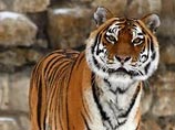 Восемь тигров и львица погибли при транспортировке на новогоднее шоу в Якутию