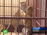 Дрессировщику, который в пьяном виде уморил восемь тигров и львицу, велели не покидать Якутск